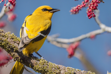 Common Bird Diseases and How to Prevent Them