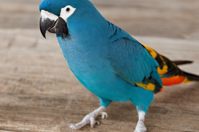 Vaccinations for Pet Birds: What You Need to Know