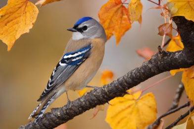 The Best Fall Foods to Attract Birds to Your Yard