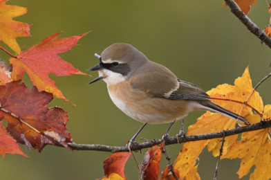 Autumn Birdwatching: What to Look for and Where