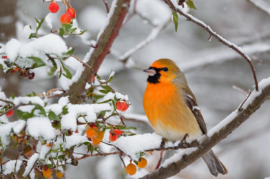 Seasonal Bird Feeding: Adjusting Your Food Choices for Each Season