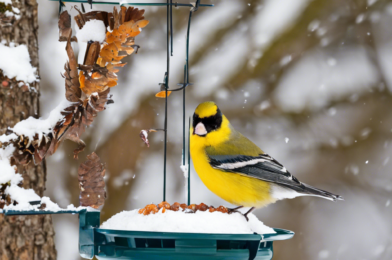 How to Attract More Birds to Your Feeder During Winter