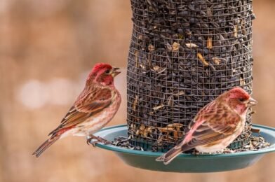 Why Birds Need Extra Food During Winter: The Science Behind It