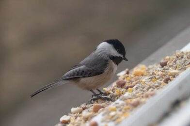 High-Calorie Foods for Winter Birds: Keep Them Energized!