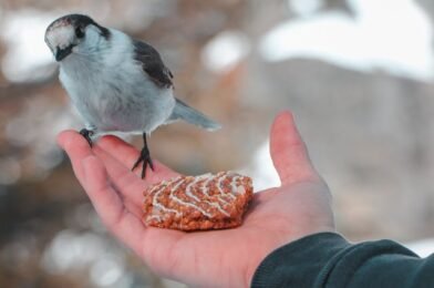 Winter Bird Feeding: What to Offer When Insects Are Scarce