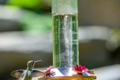 How to Prevent Snow and Ice from Blocking Your Bird Feeders