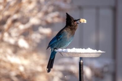 Creating a Winter Oasis for Birds: Food, Water, and Shelter Tips