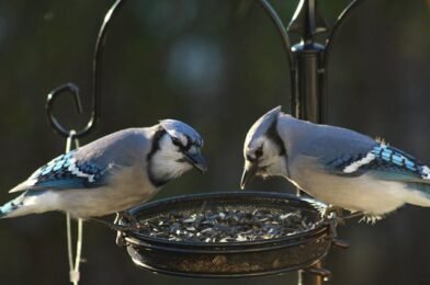 Winter Suet Recipes to Help Birds Through the Cold Months