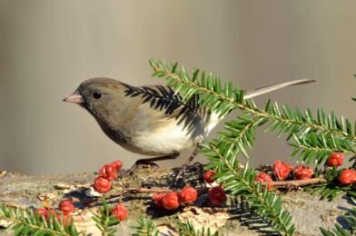 The Ultimate Guide to Setting Up Winter Bird Feeders