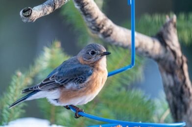 Choosing the Right Bird Feeder for Winter Conditions