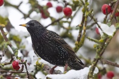 How to Prevent Bird Food from Freezing in Winter