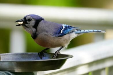 Easy Ways to Keep Your Bird Feeders Clean and Safe in Winter