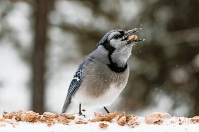 What Birds Eat in Winter: A Guide to Seasonal Feeding