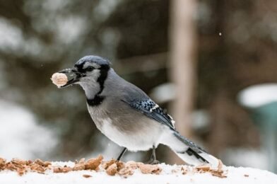 Preparing Your Backyard for Winter Bird Feeding Success